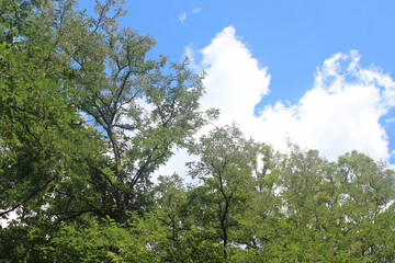 구름과 나무가지잎