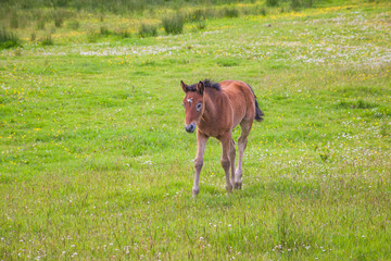 Fototapeta premium baby foal