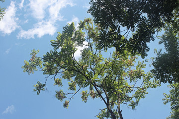 하늘과 나무가지잎