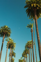 Tall palms of Beverly Hills in Los Angeles r