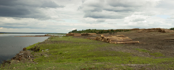 deforestation. forest cutting