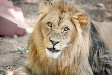 Fototapeta na wymiar sad young lion close up portrait in the zoo