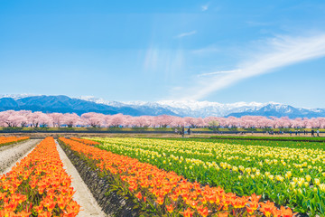 日本の春　富山県 舟川べり チューリップと桜並木