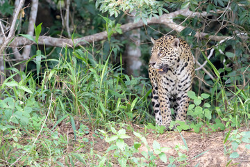 Jaguar (Panthera onca) standing on Cuiaba riverbank, Pantanal, Mato Grosso, Brazil