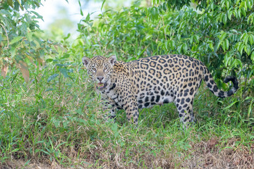 Jaguar (Panthera onca) standing on Cuiaba riverbank, Pantanal, Mato Grosso, Brazil