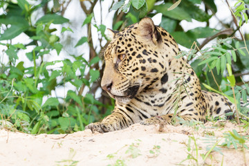 Jaguar (Panthera onca) portrait, lying down on riverbank, Pantanal, Mato Grosso, Brazil
