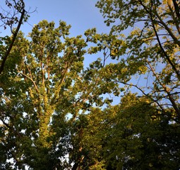 Evening summer impressions from a park in Berlin Charlottenburg of August 3, 2015, Germany