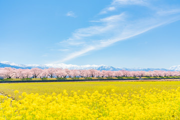 日本の春　富山県 舟川べり菜の花と桜並木