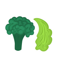 Broccoli and leaf lettuce . Fresh cartoon vegetable isolated on white background