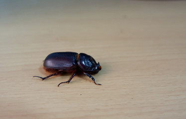 Coconut rhinoceros beetle, Indian rhinoceros beetle, Asian rhinoceros beetle, Oryctes rhinoceros on a desk, It is a very dangerous insect pest of palm and coconut in Asia.