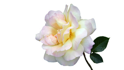 Fototapeta na wymiar cream rose isolated on white background