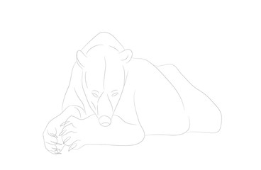 vector illustration of a polar bear who lies, drawing lines