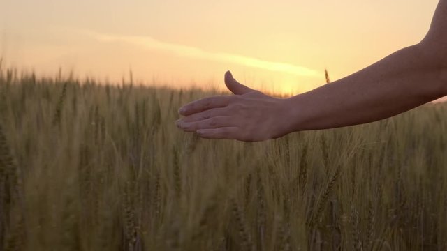 Female hand caressing spikelets of wheat in a field at sunset. female farmer's hand touching ripening ears wheat. Closeup.