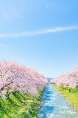 日本の春　富山県 舟川べり 清流沿いの桜並木