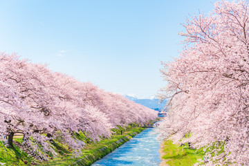 日本の春　富山県 舟川べり 清流沿いの桜並木