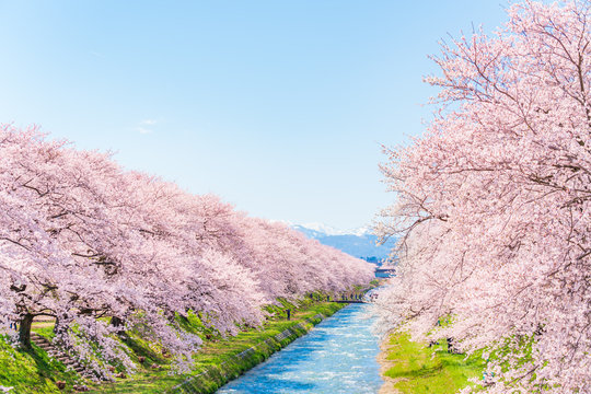 32 303 最適な 桜並木 画像 ストック写真 ベクター Adobe Stock 32 303 最適な 桜並木 画像 ストック写真 ベクター Adobe Stock