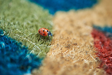 Bright red Ladybird (Coccinella magnifica) crawling across a colourful doormat.