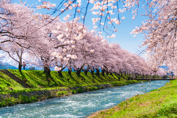 日本の春　富山県 舟川べり 清流沿いの桜並木