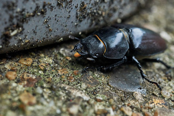 A large, black Lesser Stag Beetle (Dorcus parallelipipedus) ambling along a concrete patio.