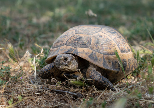 A wild tortoise roaming freely in Central Turkey
