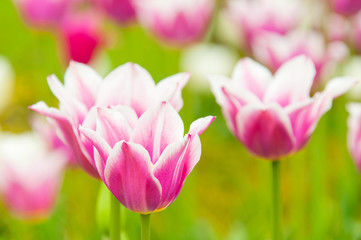 Bicolored white and violet tulips in sunny day fully open with green background close up