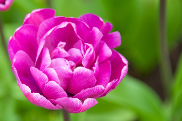 Violet purple blooming tulip in sunny day fully open with green and violet background close up