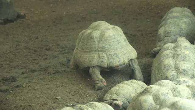 歩くアカアシガメ / The Red-footed tortoise, Chelonoidis carbonarius, walking slowly, 4K