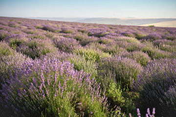 Fototapeta na wymiar beautiful lavender bloom. A field of flowers at dawn