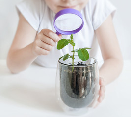 Young girl studies small plant in elementary science class. Child holding magnifying glass. Caring for a new life. The child's hands. Selective focus. Earth day holiday concept. World Environment Day