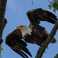 bald eagle about to take off for flight