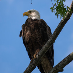 bald eagle in a tree