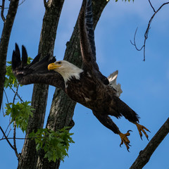 bald eagle taking off for flight