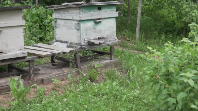 Two beehives at the cottage in Russia. Bees carry nectar in the street