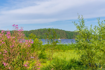 Obraz premium Summer landscape with wetland shore of pond in sunny day. Willow bush and blooming fireweed against lake bay and blue sky. Beautiful natural background. Ladoga lake, Karelia, Russia
