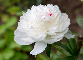 White peony. Variety Festiva Maxima. Festiva Maxima is one of the most common white Terry varieties...