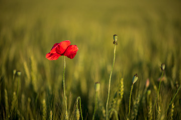 Lonely poppy flower in wheat field on sunset. soft focus. Harvest Concept.
