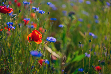 Poppy flowers and cornflowers in wheat field on sunset. soft focus. Nature background