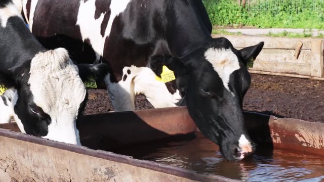Cows drinking water on dairy farm. Cows breeding at old milk farm. Close up milk cow drink water. Cattle drinking water