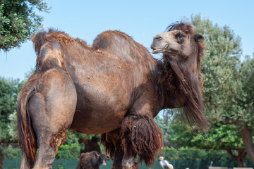Naklejka premium Camel with a dark brown coat, beard in the wind, taken on a sunny day.
