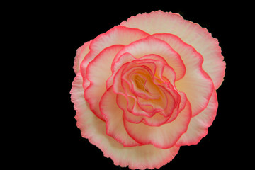 Beautiful flowers on Pattern background