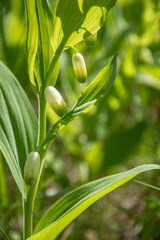 Polygonatum multiflorum -  Solomon's seal, David's harp, ladder-to-heaven or Eurasian Solomon's seal