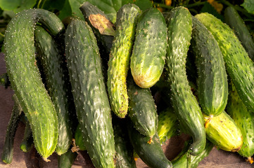 fresh cucumbers in the ground the first harvest only from the garden