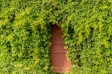 the wall is covered with vineyards with a wooden door