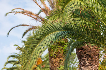 Fototapeta na wymiar Evergreen palm branches in the subtropics