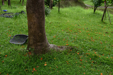 big root trees and grass in green park public Bangkok Thailand 