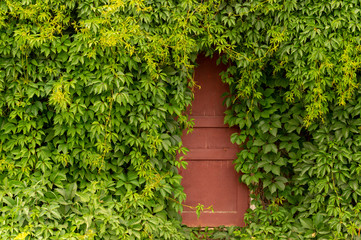a wooden door in the green thickets of the vineyard