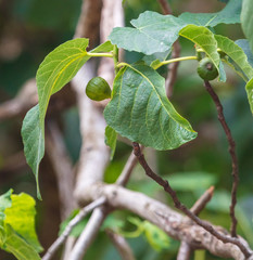 Leaves on an evergreen tree in the subtropics