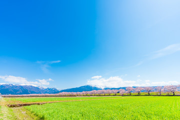日本の春　富山県入善町 黒部川堤防桜堤の桜並木