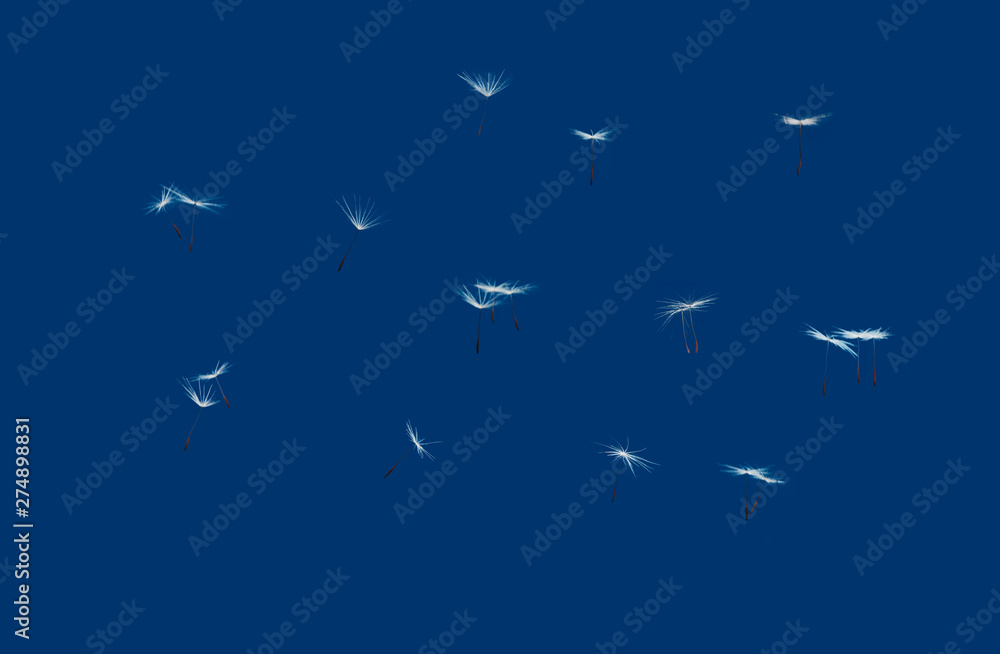 Poster seamless background from a dandelion. flight of a dandelion, seeds fly from the wind. isolated from 