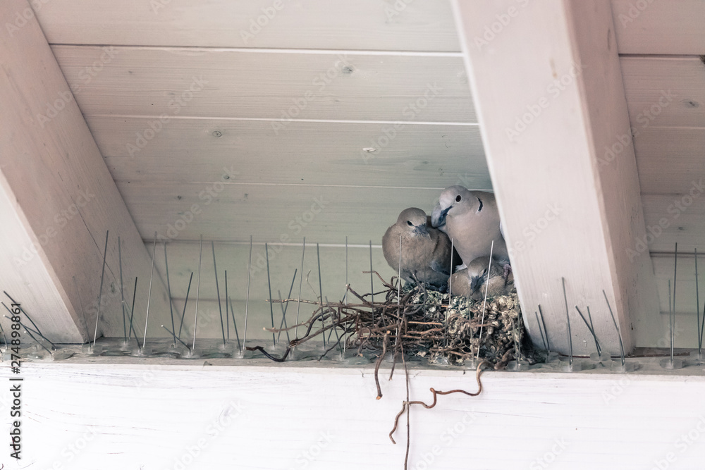 Wall mural Young birds and her mother are sitting in a bird nest